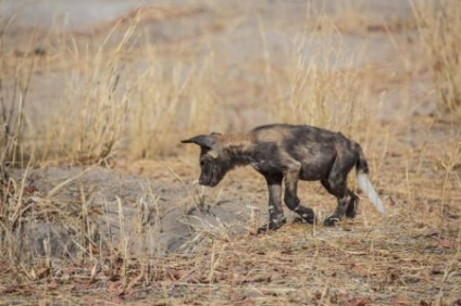 Afrikai vadkutya, vagy az afrikai vad kutya (25 fotó)