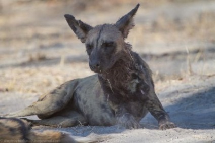 Afrikai vadkutya, vagy az afrikai vad kutya (25 fotó) (Afrika) Afrikai vadkutya, vagy az afrikai vad kutya (25 fotó)