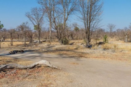 Afrikai vadkutya, vagy az afrikai vad kutya (25 fotó) (Afrika) Afrikai vadkutya, vagy az afrikai vad kutya (25 fotó)