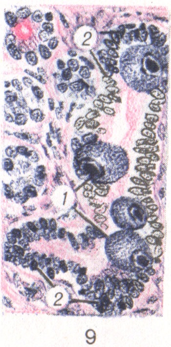 óriássejtekben