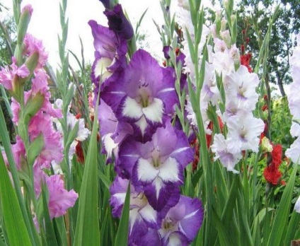 Gladioli - ültetés és gondozás a nyílt területen, a különböző