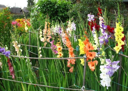 Gladioli - ültetés és gondozás a nyílt területen, a különböző