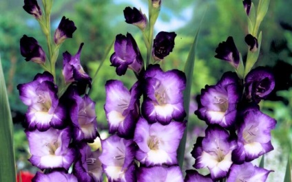 Gladiolus cserepes különösen leszállás és karbantartása - celhozportal (telepítési) Gladiolus cserepes különösen leszállás és karbantartása - celhozportal
