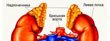 A fő funkciója a vesék az emberi szervezetben, a kapcsolatuk a test szerkezetét