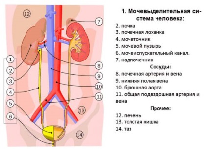 A fő funkciója a vesék az emberi szervezetben, a kapcsolatuk a test szerkezetét