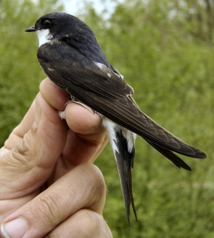 House Martin (város) Márton