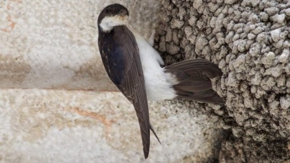 House Martin (város) Márton