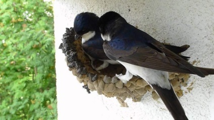 House Martin (város) Márton