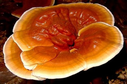 Reishi gomba élettartam kezelés Reishi gomba