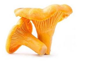 Chanterelles terápiás tulajdonságait, egészséges élelmiszer (terápiás) Rókagombával, gyógyszer tulajdonságait, az egészséges táplálkozás