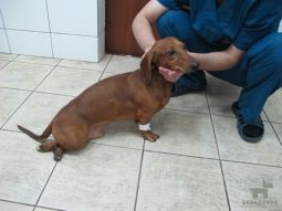 Sérv a kutya porckorong sérv, porckorong sérv (hernia Intervertebrális kutya) Sérv a kutya porckorong sérv, porckorong sérv