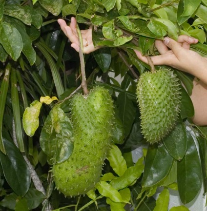 Guanabana és gyümölcsök, mint a rák elleni gyógyszert (guanabana) Guanabana és gyümölcsök, mint a rák elleni gyógyszert