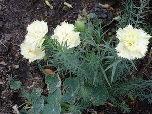 Carnation Chabot termesztése magvak, főleg telepítése és karbantartása egy virágos kert fotó szegfű (jellemzők) Carnation Chabot növekvő magról, különösen ültetés és gondozása virág fotók rózsaszín kert