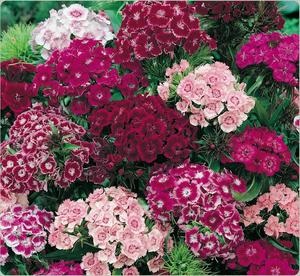 Carnation Chabot termesztése magvak, főleg telepítése és karbantartása egy virágos kert fotó szegfű (Carnation) Carnation Chabot növekvő magról, különösen ültetés és gondozása virág fotók rózsaszín kert