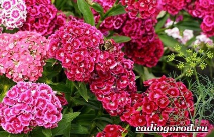 Török szegfű (Dianthus barbatus kert) Dianthus barbatus