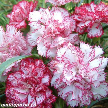Török szegfű (Dianthus barbatus vetőmag) Dianthus barbatus