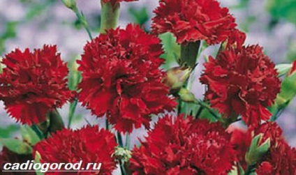 Török szegfű (Dianthus barbatus kert) Dianthus barbatus