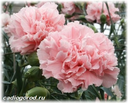 Török szegfű (Dianthus barbatus kert) Dianthus barbatus