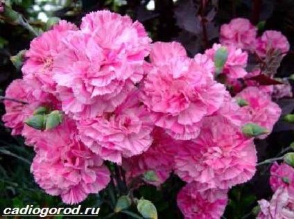 Dianthus barbatus (Édes William mag) Dianthus barbatus