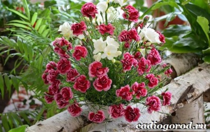 Török szegfű (Dianthus barbatus növekvő) Dianthus barbatus