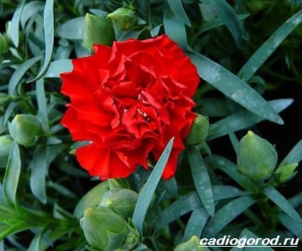 Dianthus barbatus