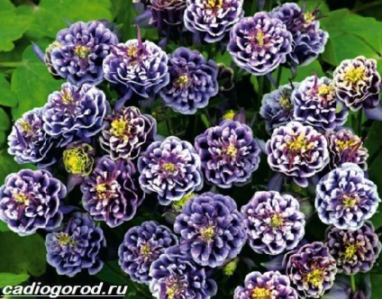 Török szegfű (Dianthus barbatus vetőmag) Dianthus barbatus