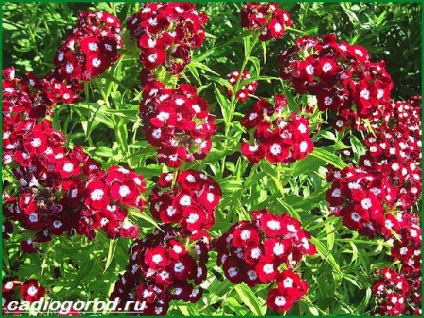 Török szegfű (Dianthus barbatus. A növekvő török szegfű. Szegfűszeg török visszavonása) Dianthus barbatus