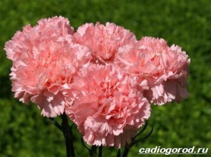 Dianthus barbatus