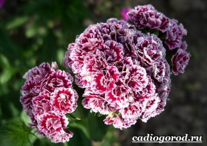 Török szegfű (Dianthus török frottír) Dianthus barbatus