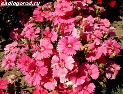 Dianthus barbatus (Édes William fotó) Dianthus barbatus