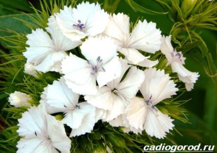 Dianthus barbatus (Édes William fotó) Dianthus barbatus