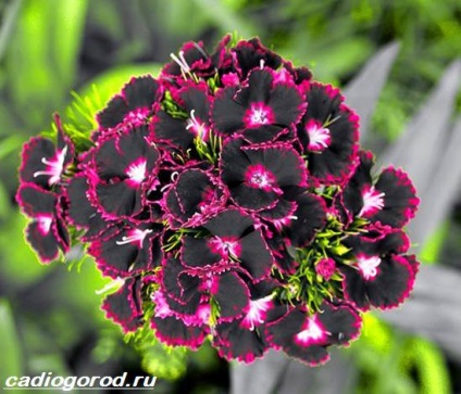 Török szegfű (Dianthus barbatus növekvő) Dianthus barbatus