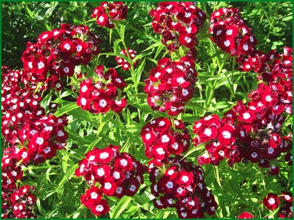 Dianthus barbatus ültetés és gondozás, a fotó a nyílt terepen, termesztése és szaporítása a fajta,