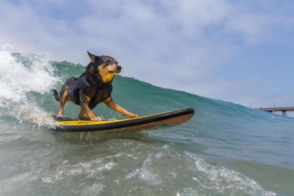 Imperial strand surf kutya surf közötti verseny a kutyák Kaliforniában