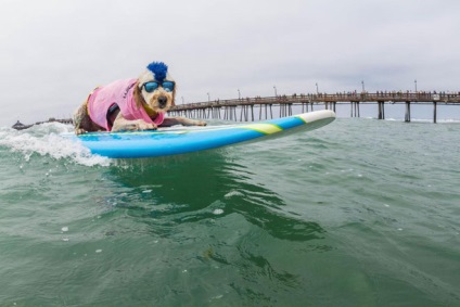 Imperial strand surf kutya surf közötti verseny a kutyák Kaliforniában