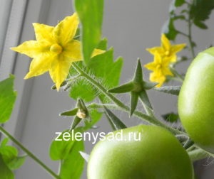 Mesterséges beporzás az otthoni paradicsom kézzel (mesterséges) Mesterséges beporzás a paradicsom otthon kézzel