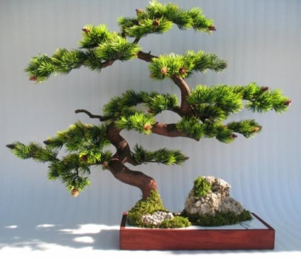 A művészet bonsai, hogyan növekszik a magok egy kis fa