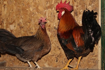Leghorn csirke fajta tyúk fényképek, értékelések funkció