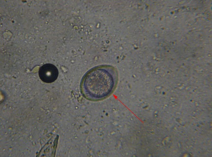 Isosporiasis kutyák és macskák (macska) Isosporiasis kutyák és macskák