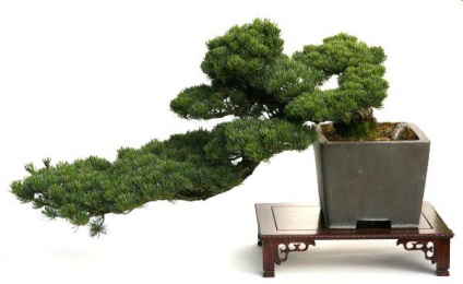 Hogyan Bonsai drót