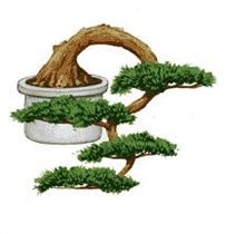 Hogyan Bonsai drót