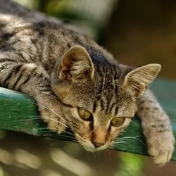 Milyen fajtájú macskák legagresszívabb - szól macskák és macskák szeretettel