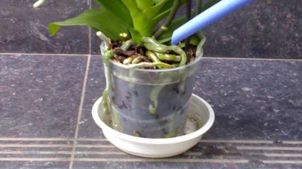 Hogyan és mikor a víz a Phalaenopsis