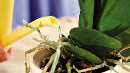 Hogyan és mikor a víz a Phalaenopsis