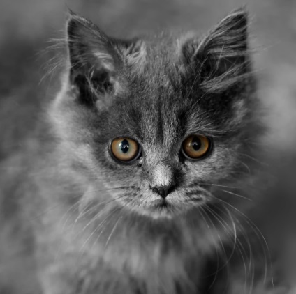 Melyik macska ismert - Hemingway macskák