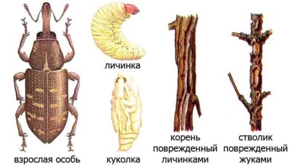 Hogyan lehet megszabadulni a weevils a gabonabogár ellenőrzési módszerekkel (megszabadulni) Hogyan lehet megszabadulni a weevils a gabonabogár ellenőrzési módszerek