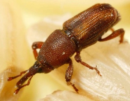 Hogyan lehet megszabadulni a weevils a gabonabogár ellenőrzési módszerek (az ormányos) Hogyan lehet megszabadulni a weevils a gabonabogár ellenőrzési módszerek