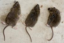 Hogyan lehet megszabadulni a szag az egerek és módszerek véleménye, fertőtlenítés és fertőtlenítés -