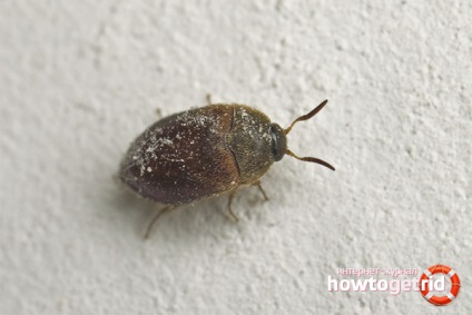 Hogyan lehet megszabadulni a szőnyeg bogár bogár a lakásban (szőnyeg bogár) Hogyan lehet megszabadulni a szőnyeg bogár bogár a lakásban