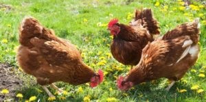 Як годувати бройлерів в домашніх умовах і що включати в раціон птахів